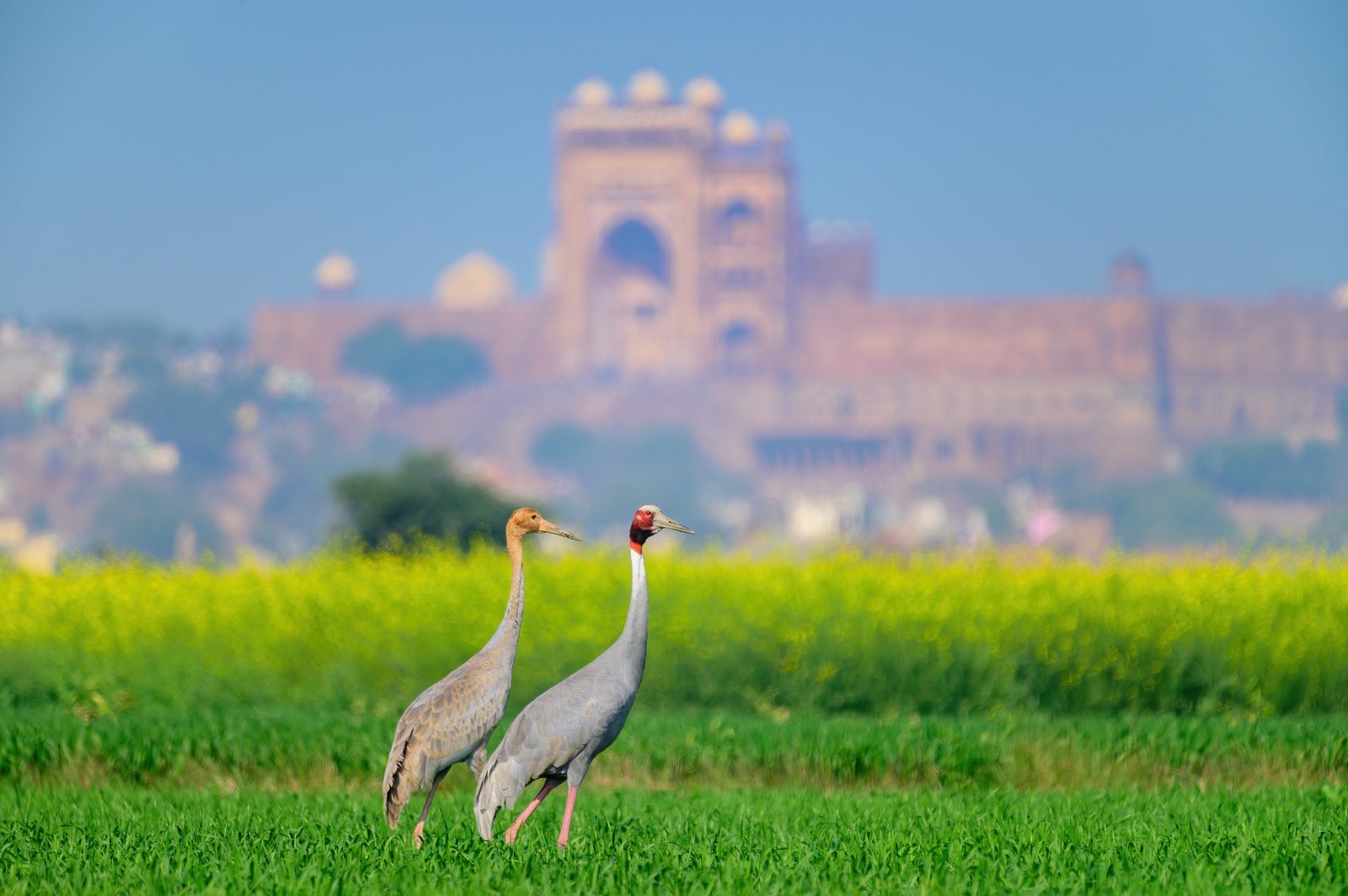 Sarus pair at the buffer's edge — the last frame of the morning.