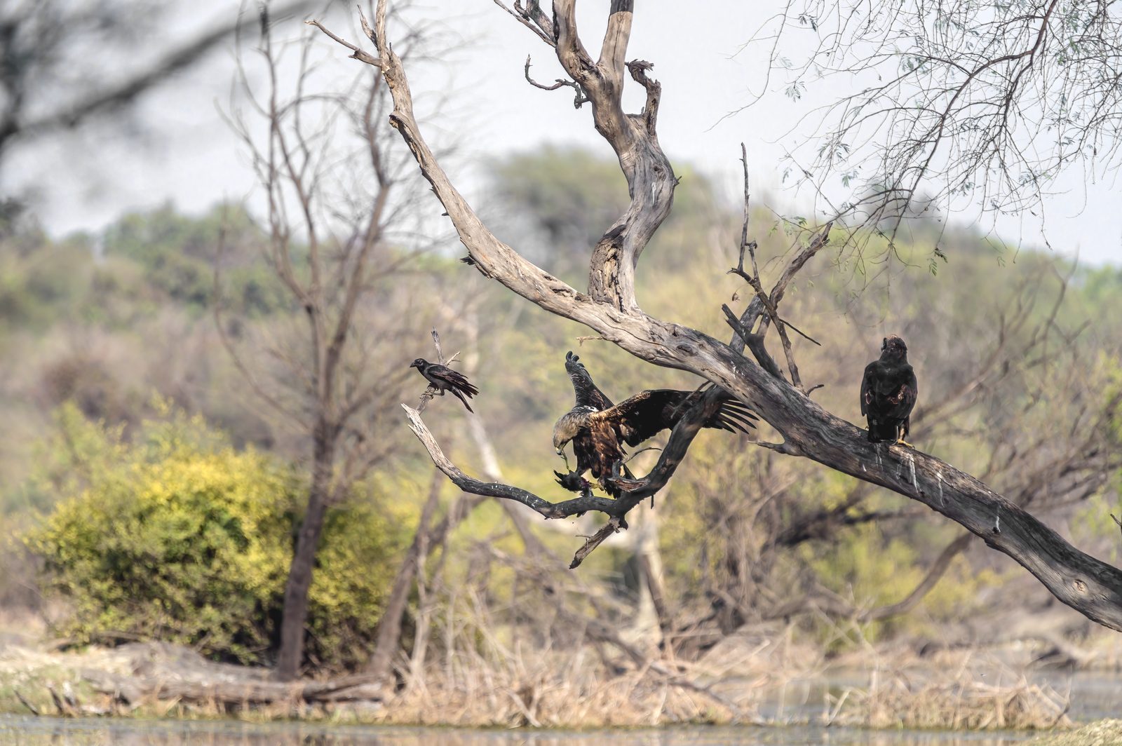 Imperial Eagle — late-season, but in no hurry.