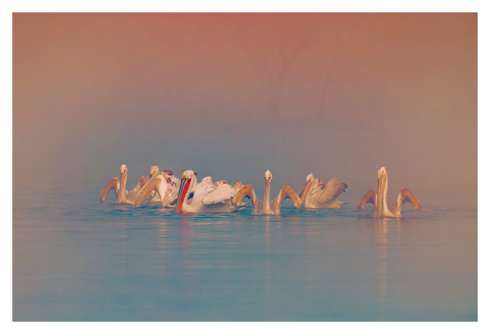 Sarus, Pelicans, and a Python on the Path — Bharatpur · February 2022