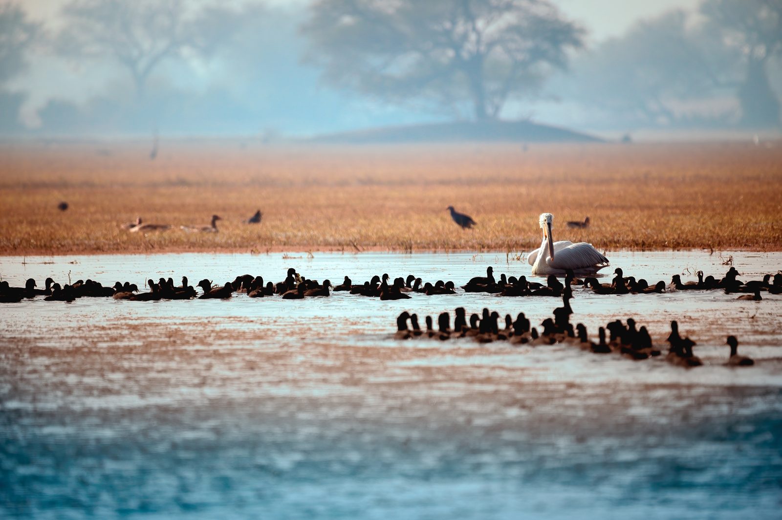 Spot-billed Pelican — the third angle.