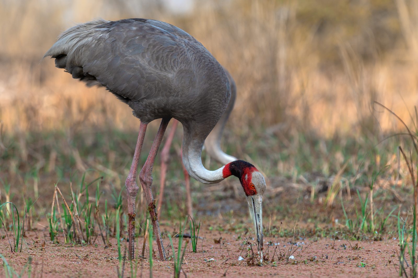 Sarus Crane — and the precise lift.