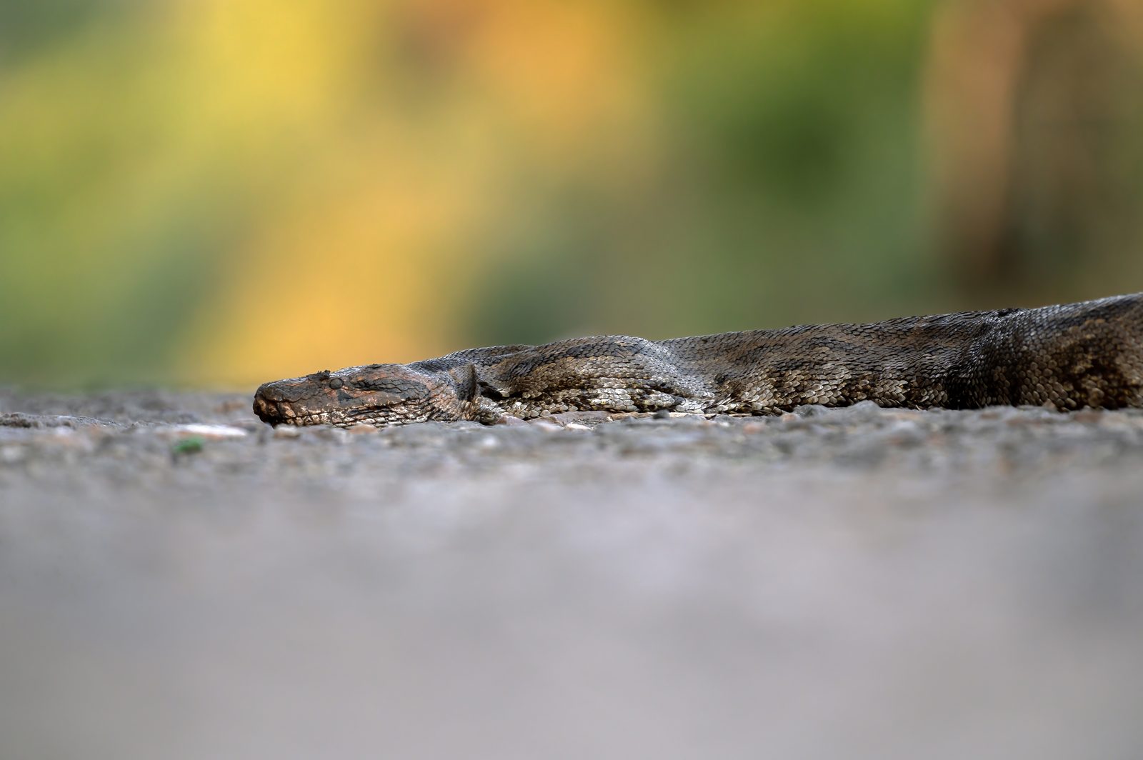 Indian Rock Python on the path — winter sunbathing.