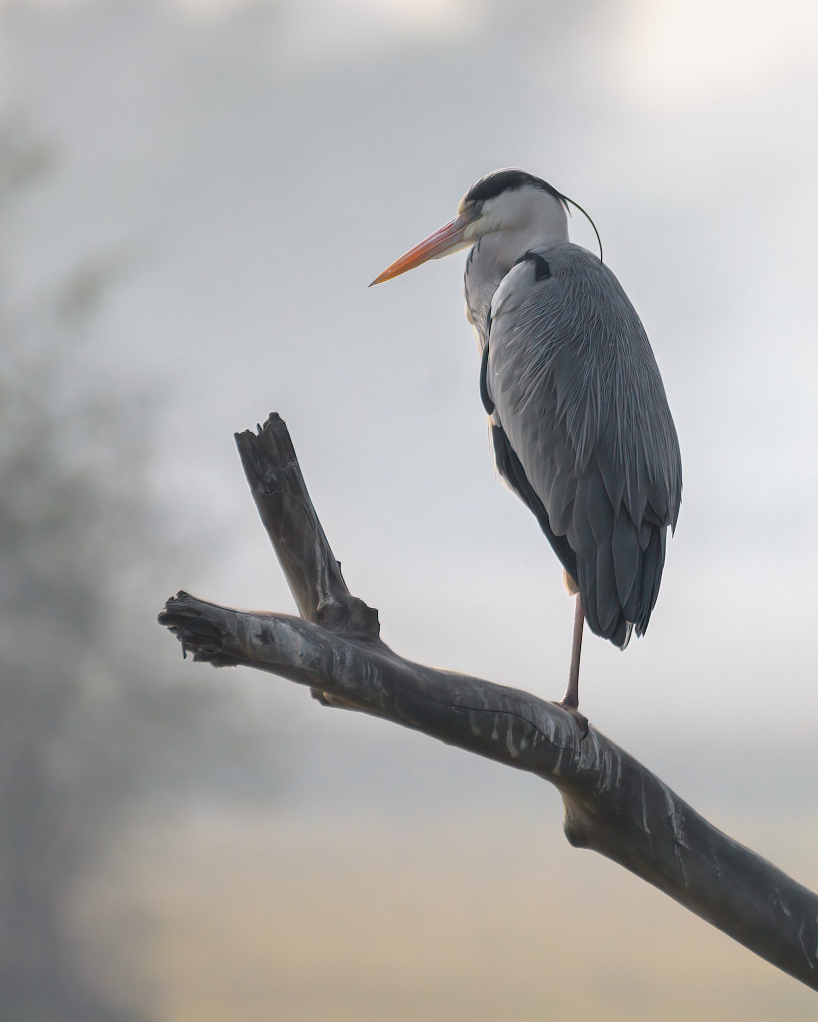 A Grey Heron in the cold first hour.