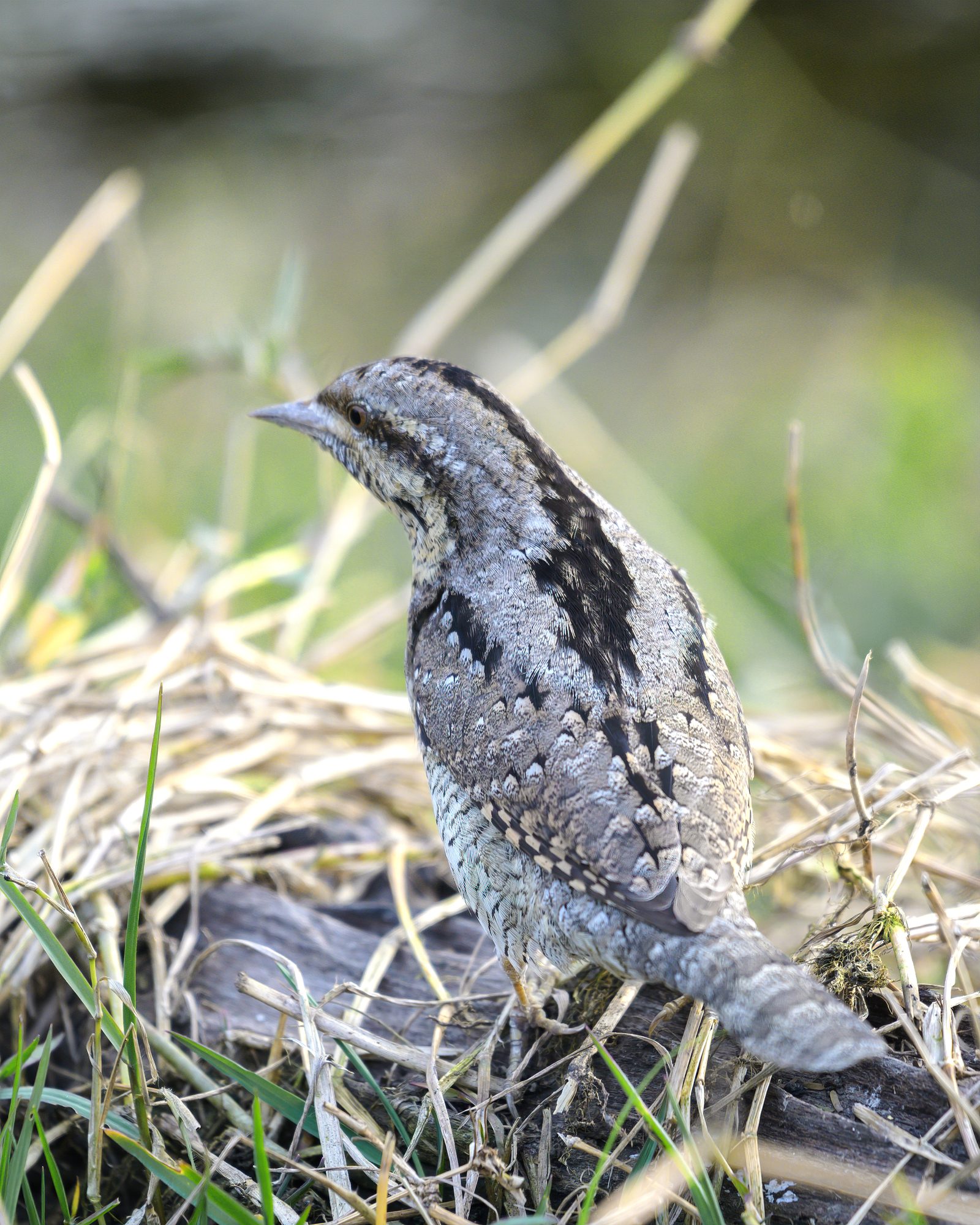 Eurasian Wryneck on his sunny branch.