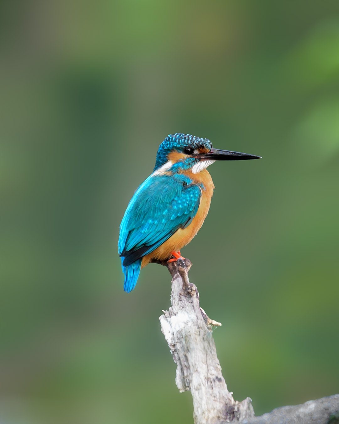 Common Kingfisher — a single instant of cold winter sun.