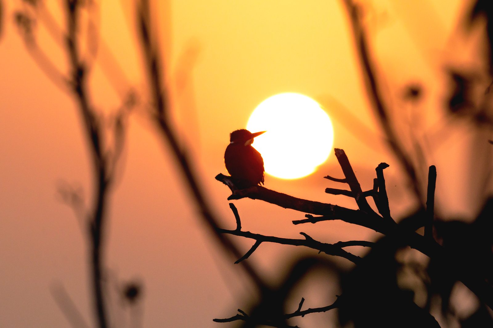 Wrynecks in a Cold Marsh — Bharatpur · January 2021