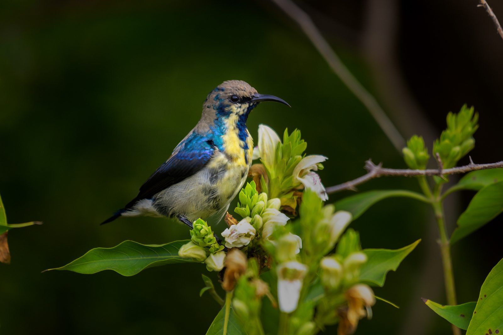 Purple Sunbird — a quarter of a second to make it count.