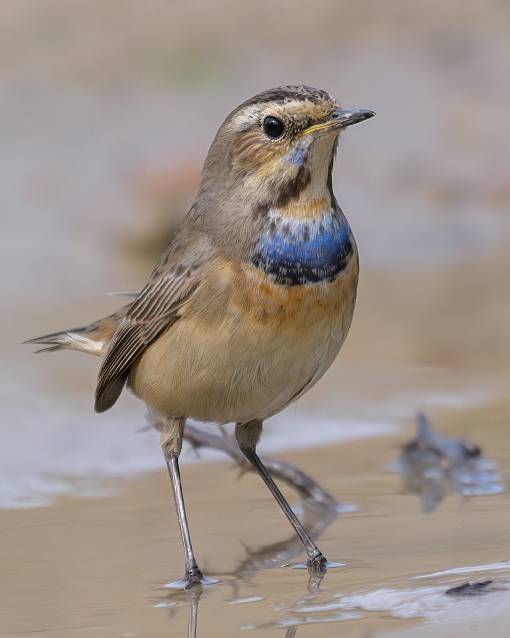 Bluethroat — winter's small punctuation mark.