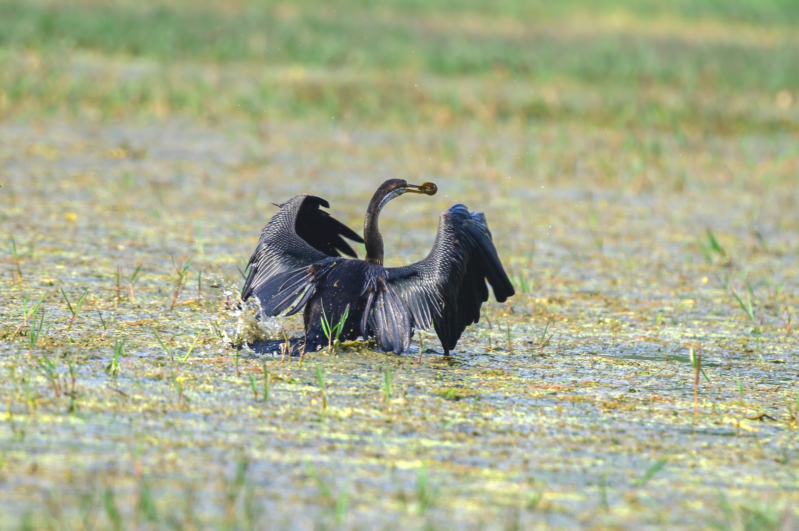 Oriental Darter — head above water, fish below.