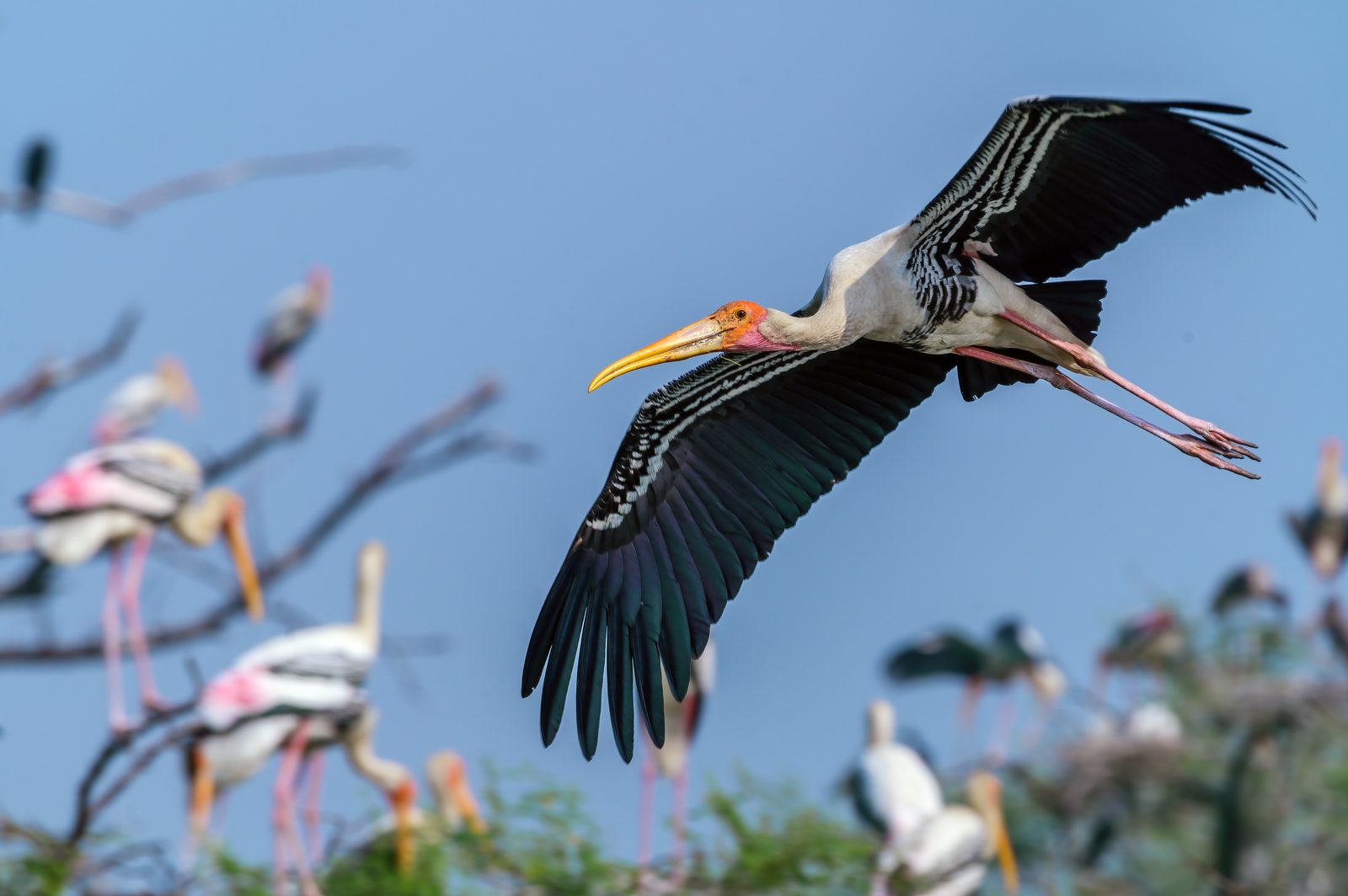 Painted Stork in flight, Bharatpur