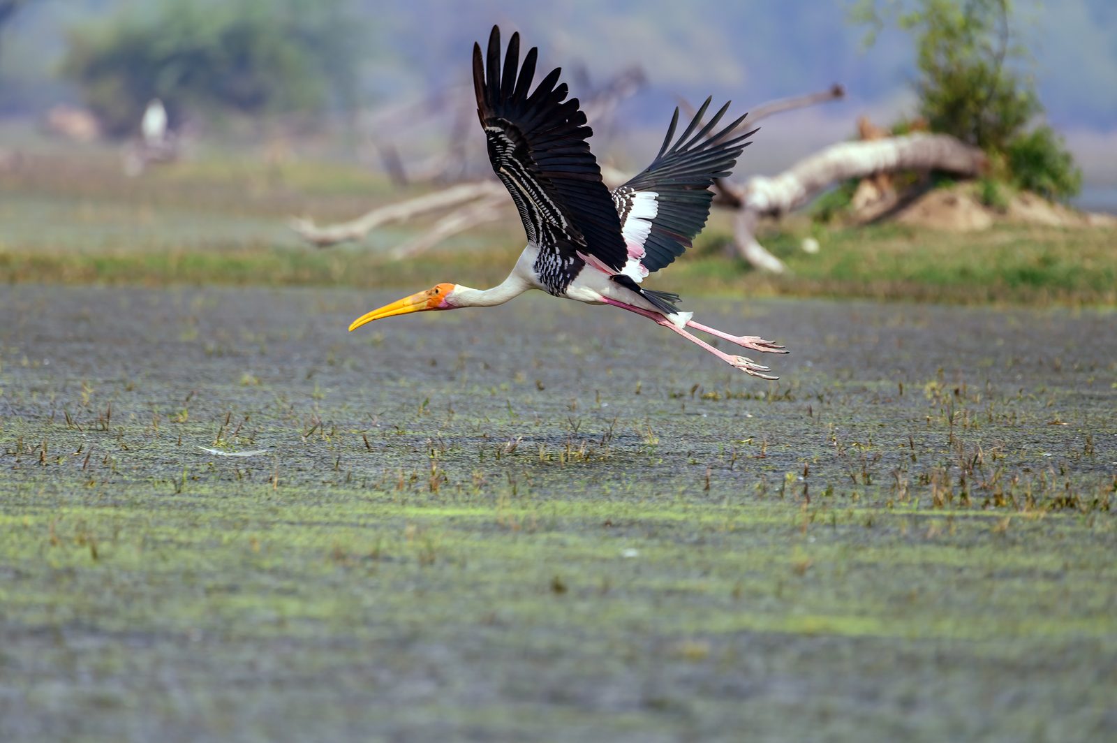 Painted Storks on a colony tree — choosing one composition out of a thousand.