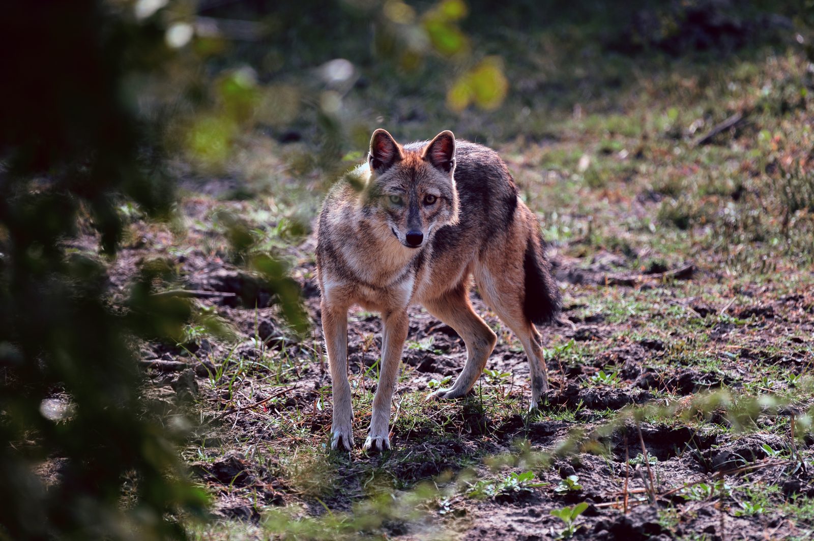 A Golden Jackal on the path — mid-morning, unhurried.