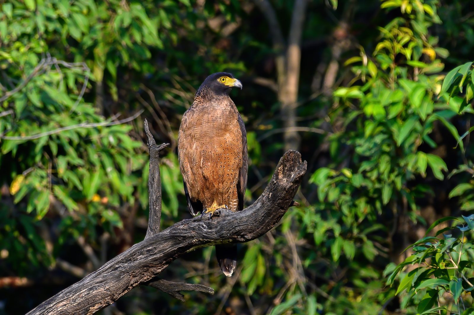 Crested Serpent Eagle on his watch-tree.