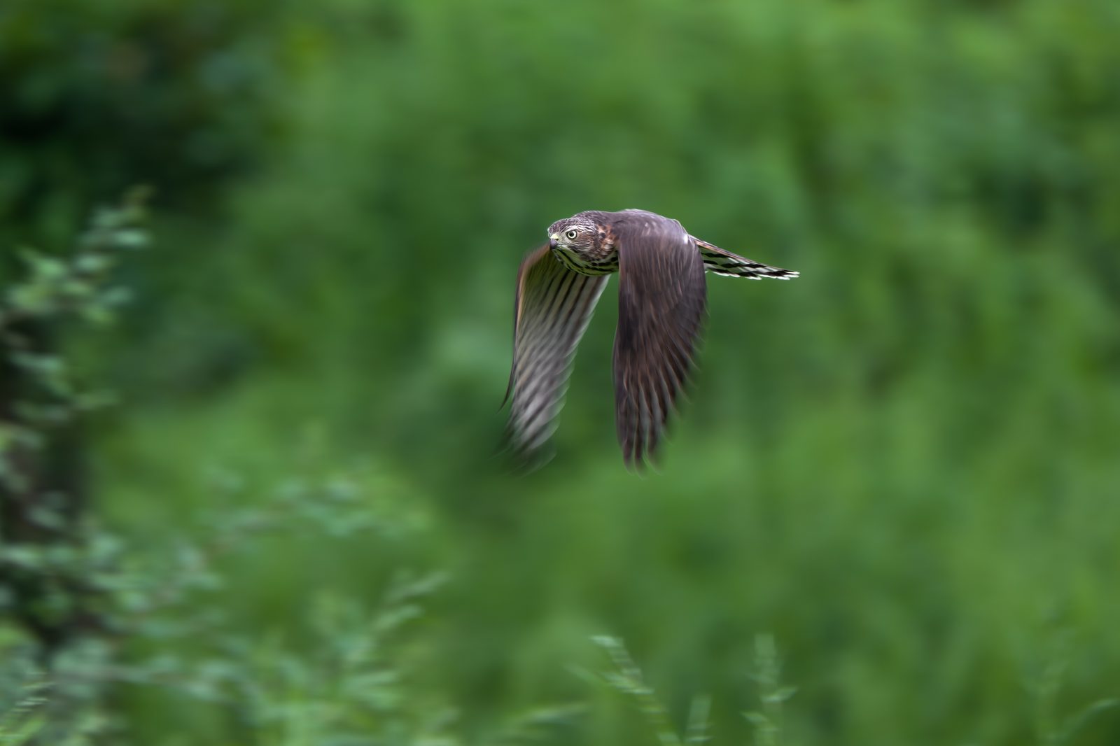 Shikra in flight — fifteen feet, one frame.