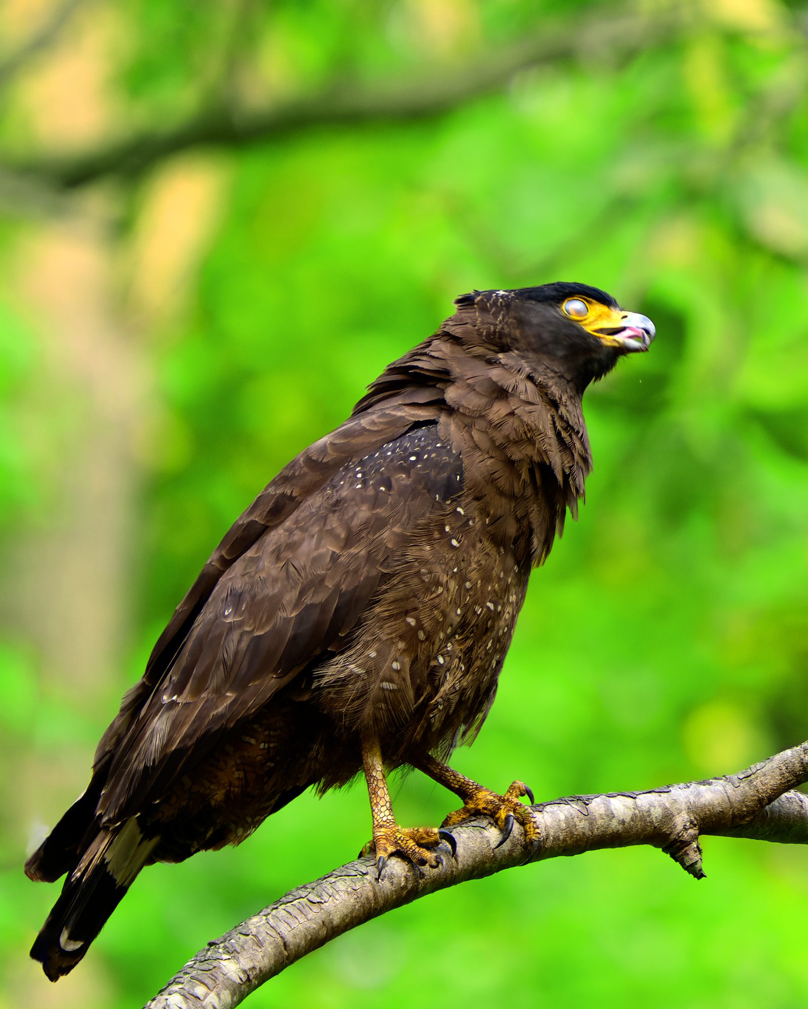 Crested Serpent Eagle on a sal branch.