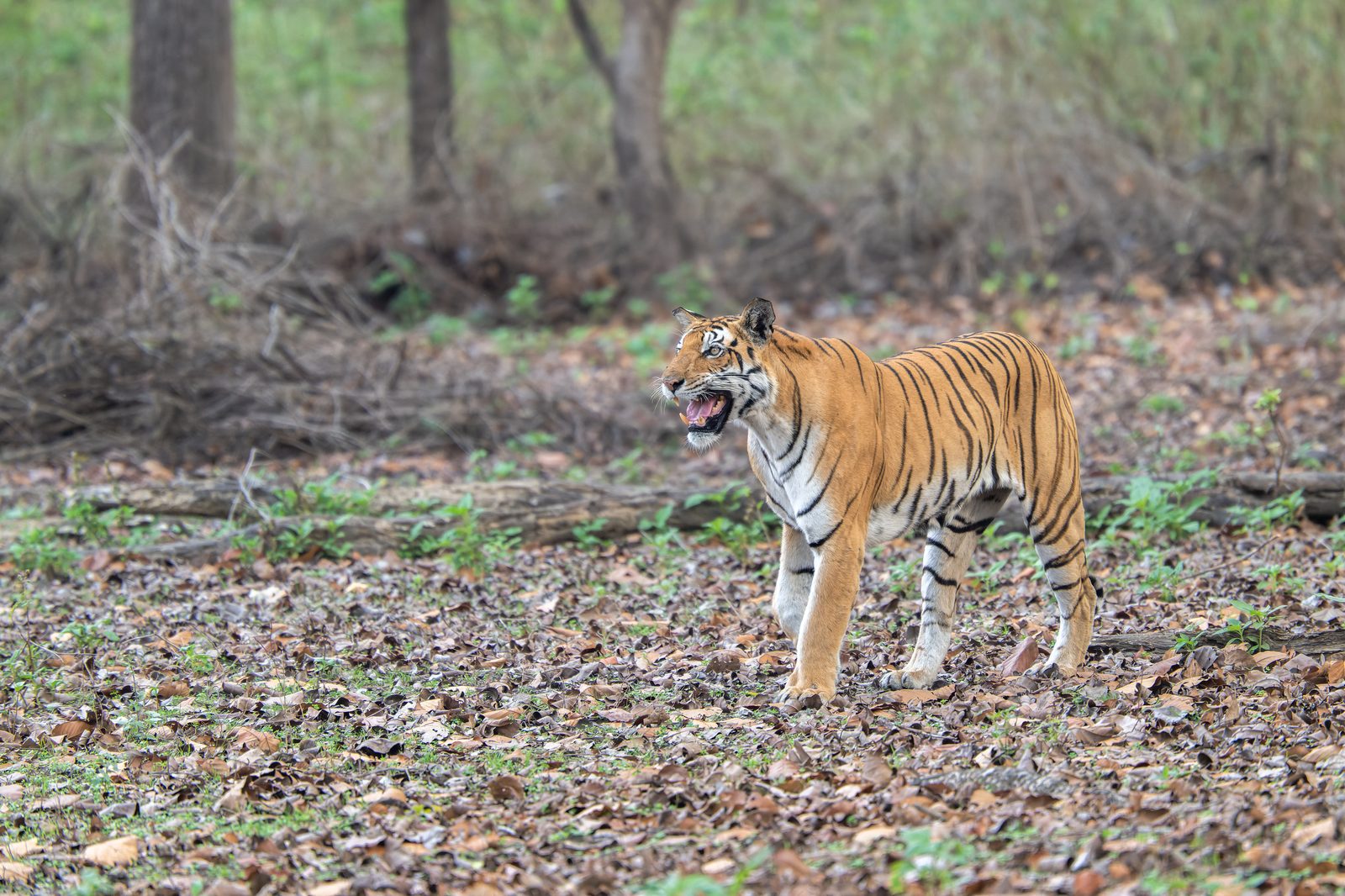 Kanha — a meadow that does not look busy.