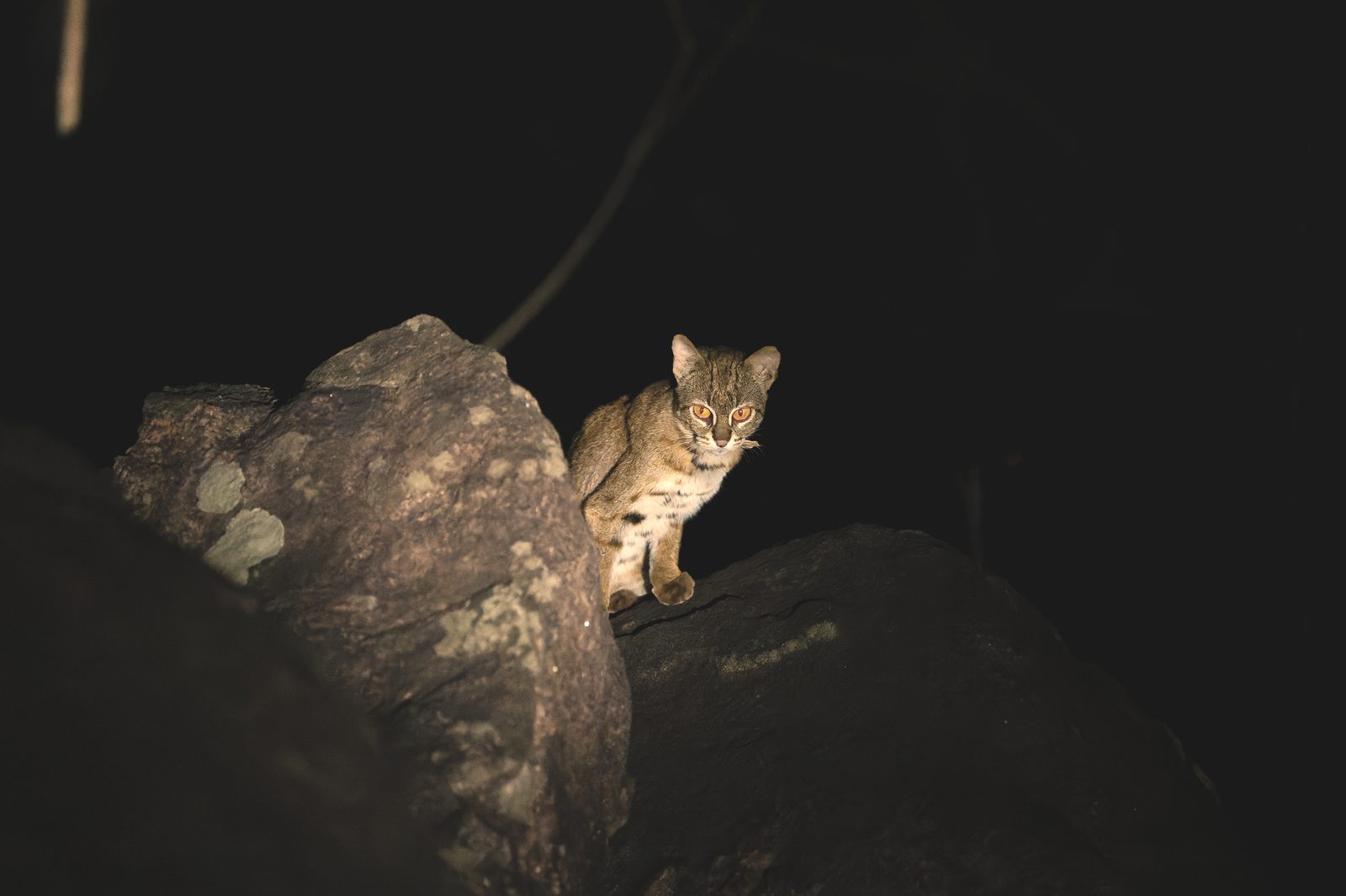 Rusty-spotted Cat, Kanha
