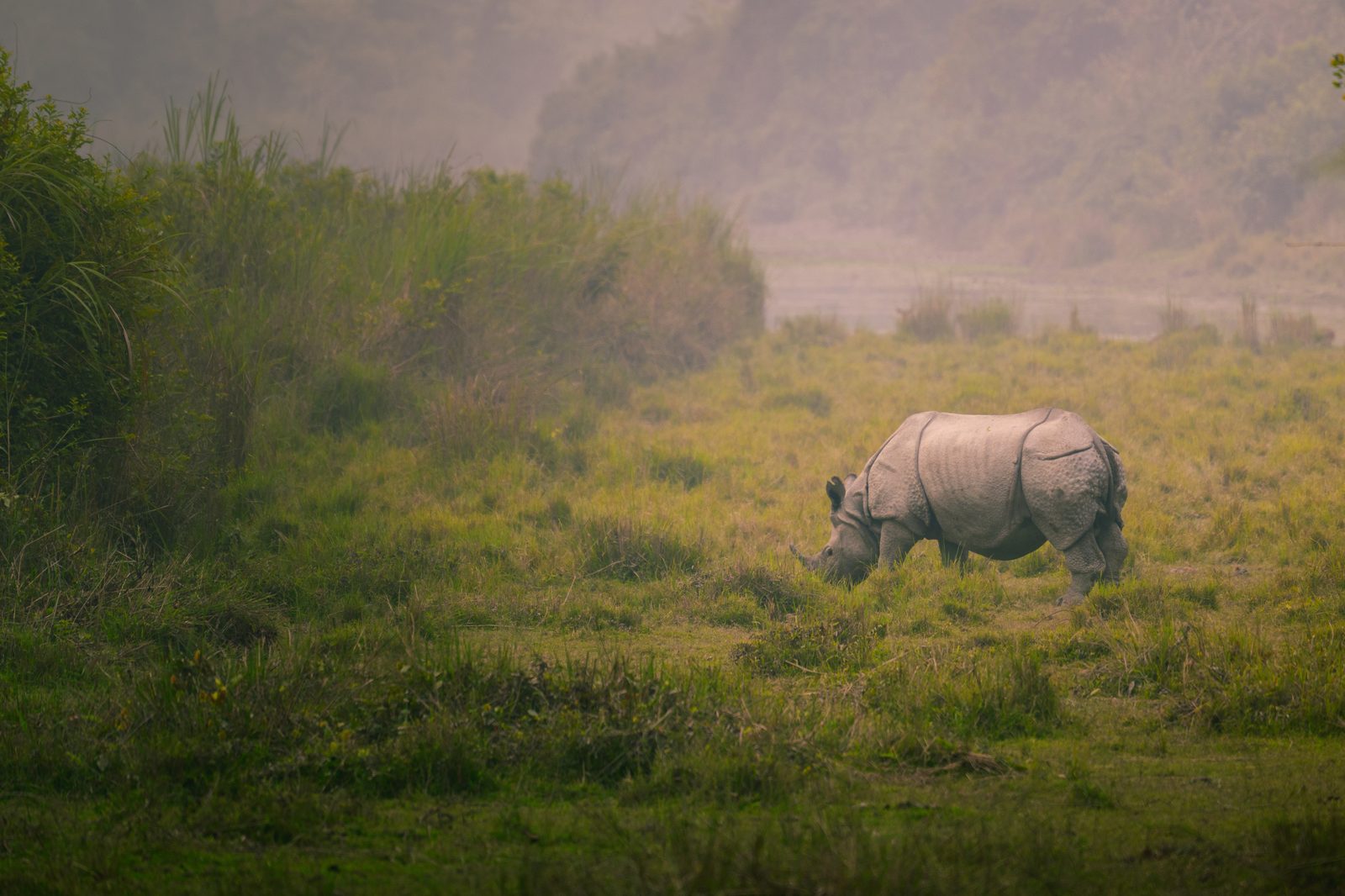 Floodplain morning — the elephant grass.