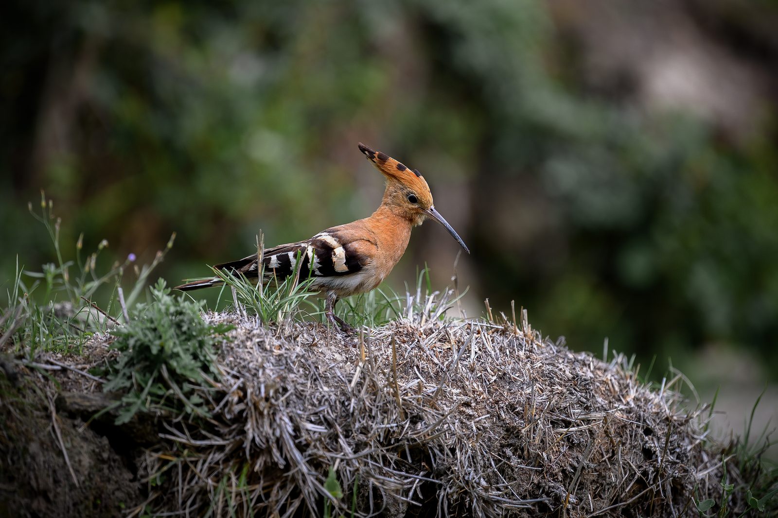 Eurasian Hoopoe — finally, on a Sunday.