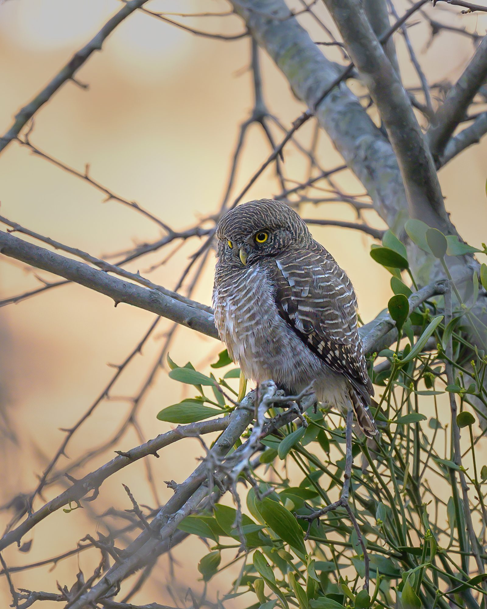 Asian Barred Owlet — sunny, fierce, daytime.
