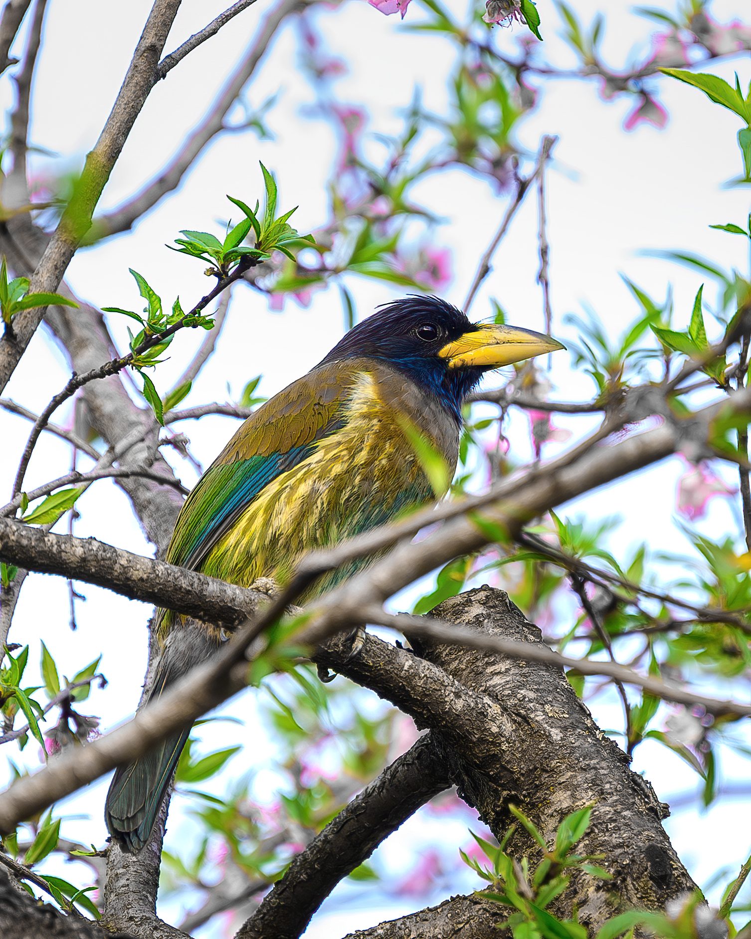 Great Barbet — improbably loud for a bird so green.
