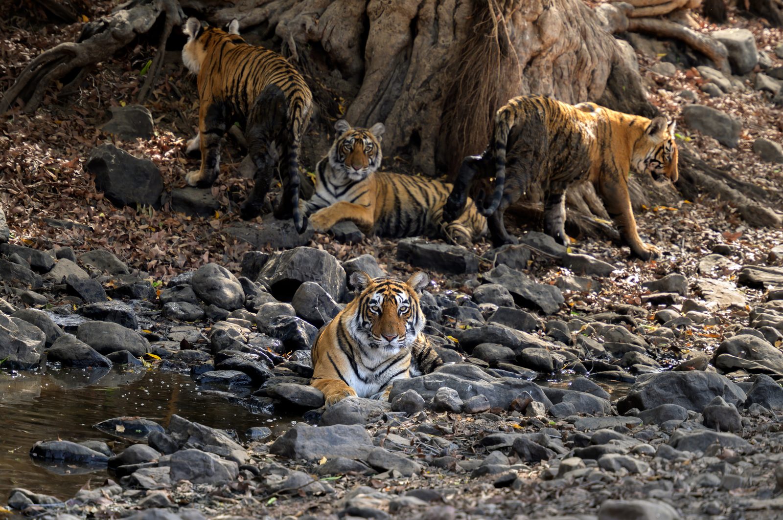Tigress in Ranthambore