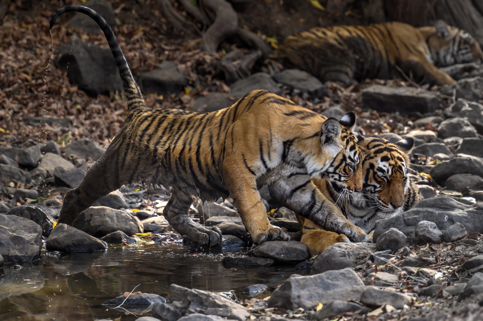 Shakti — last frame of the trip.
