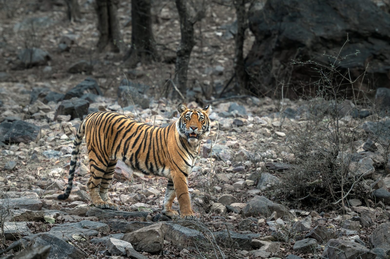 T-105 Noori — the way only mothers walk.