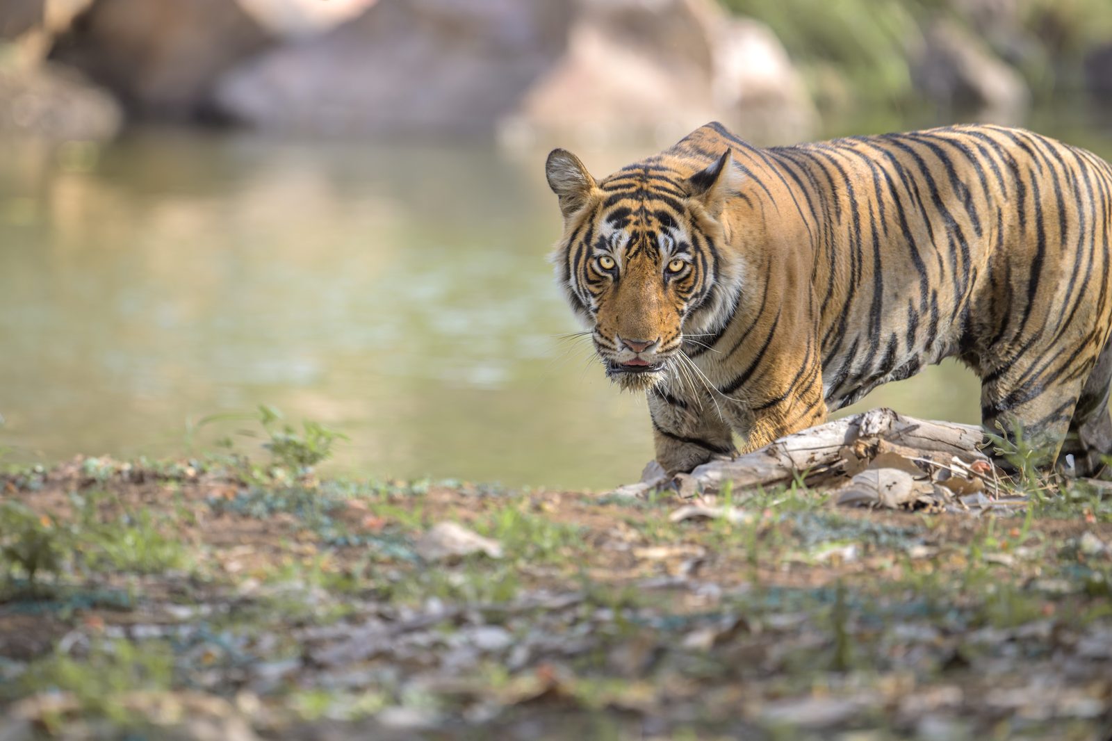 Returning to Ranthambore — Ranthambore · 2023