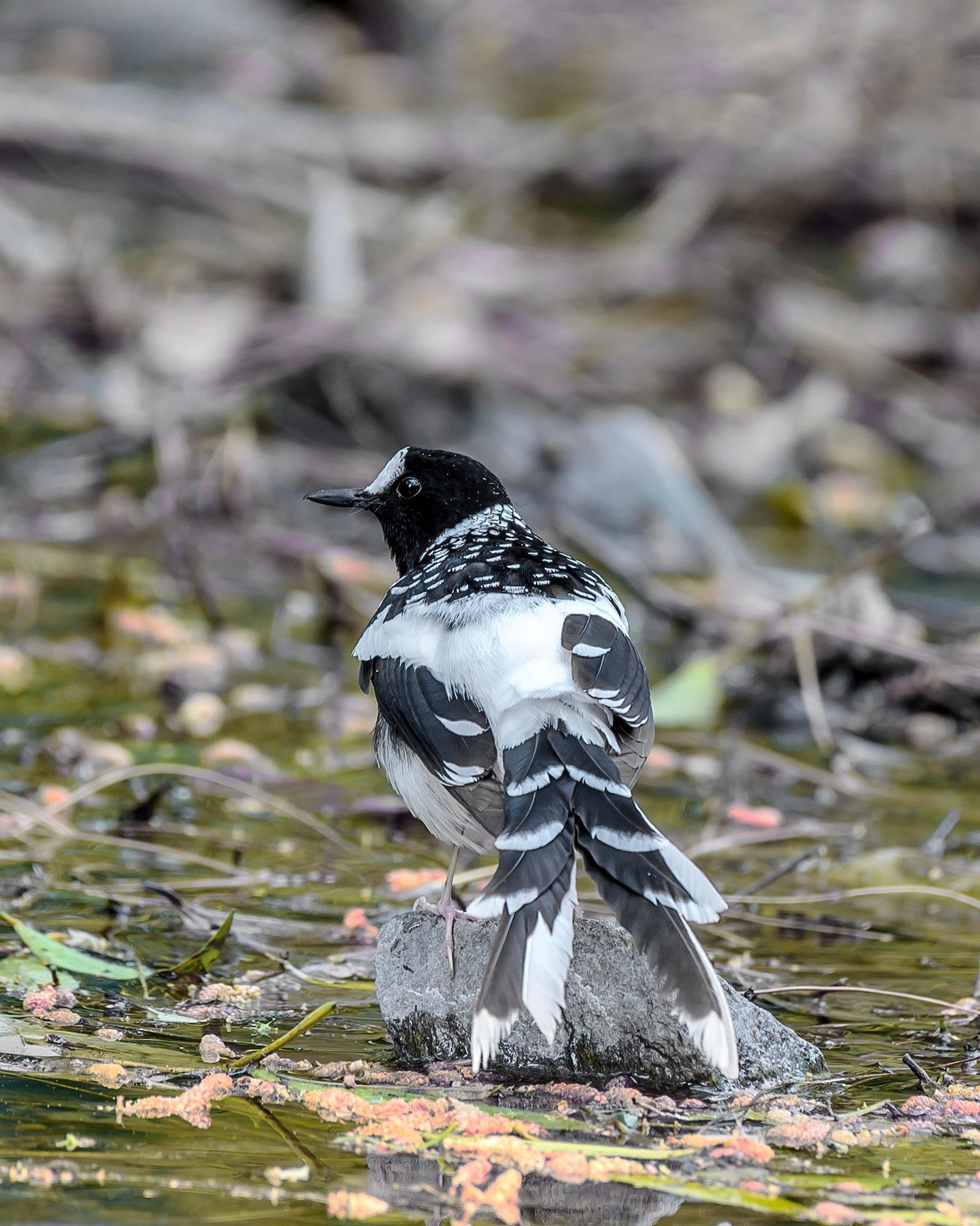 Spotted Forktail in spring water.
