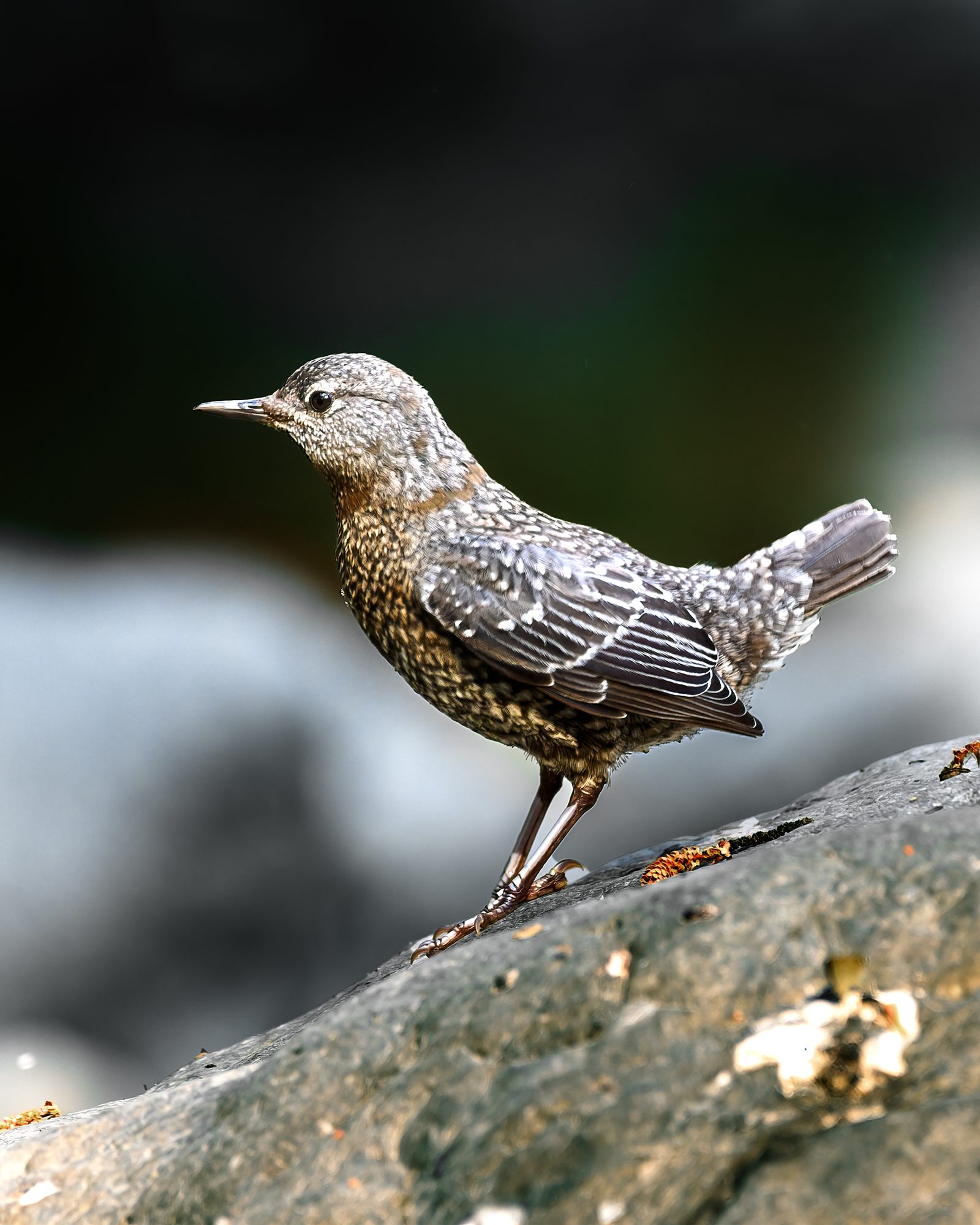 A juvenile Brown Dipper learning the river — step in, get carried, scramble back up, shake the water off, try again.