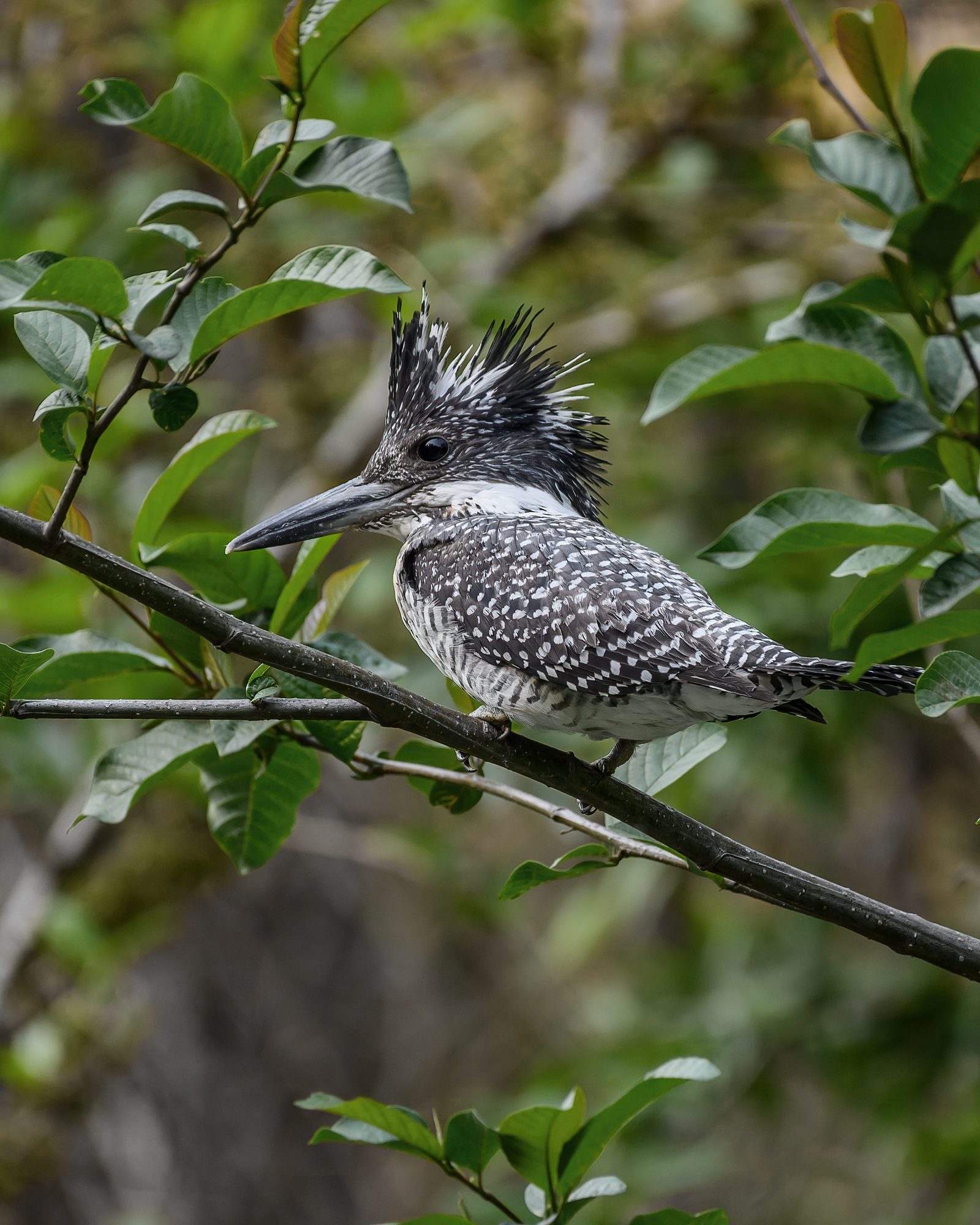 Crested Kingfisher on his summer brook — the streams are louder in April.
