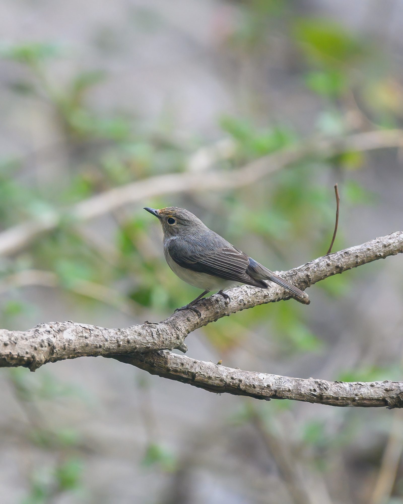 An immature male Ultramarine Flycatcher — the smallest piece of blue you will ever try to focus on.