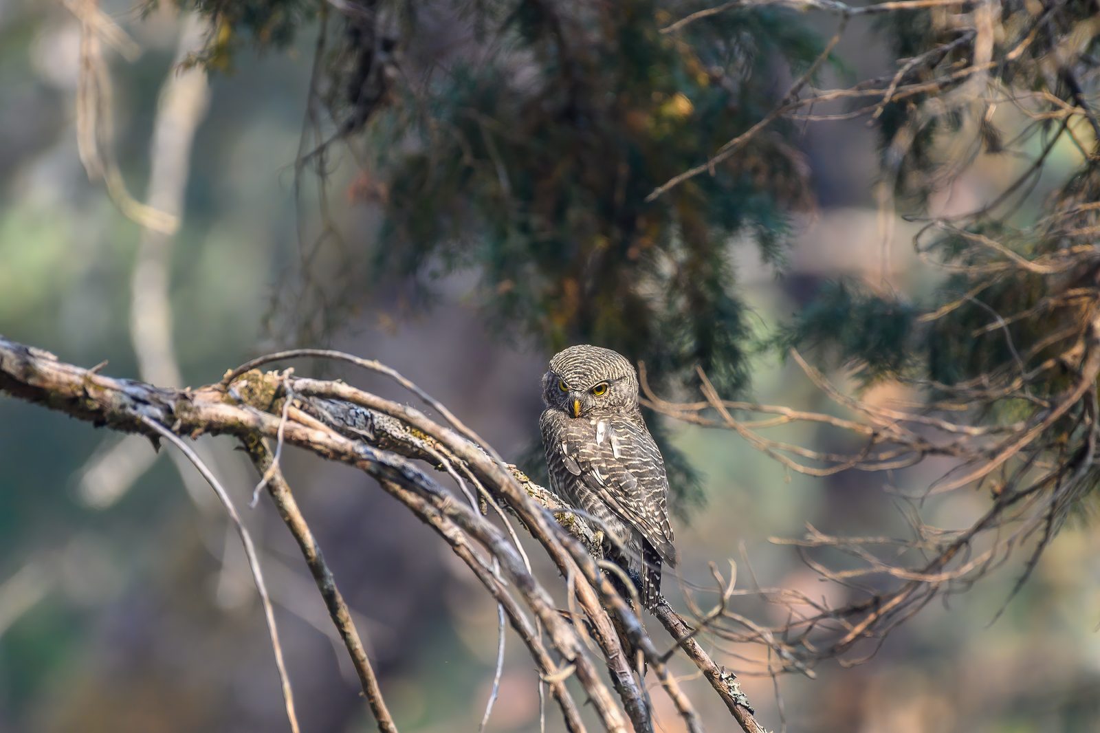 The Owl in the Oak — Sattal · April 2021