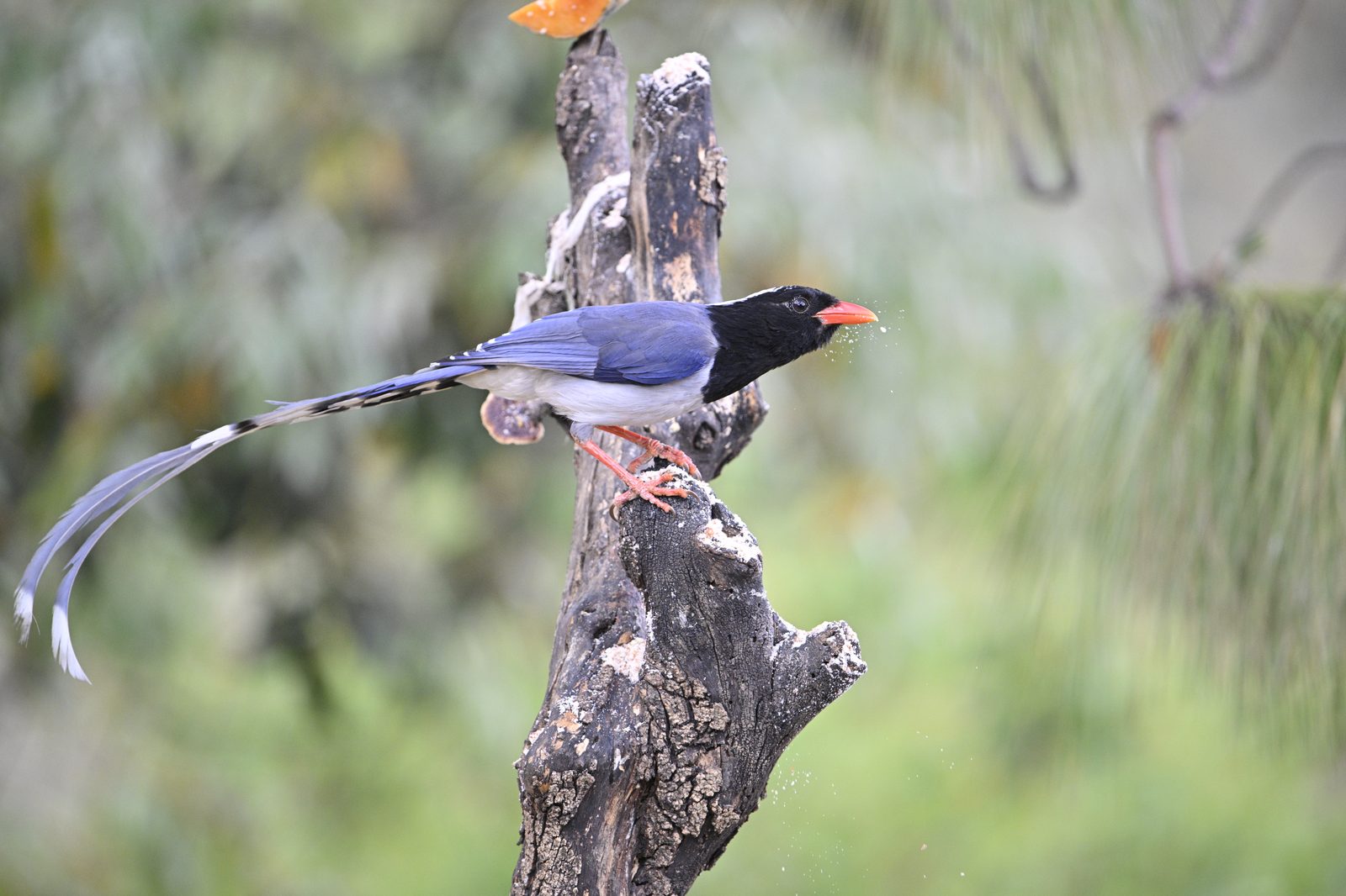 Spring at the Studio Pools — Sattal · April 2024