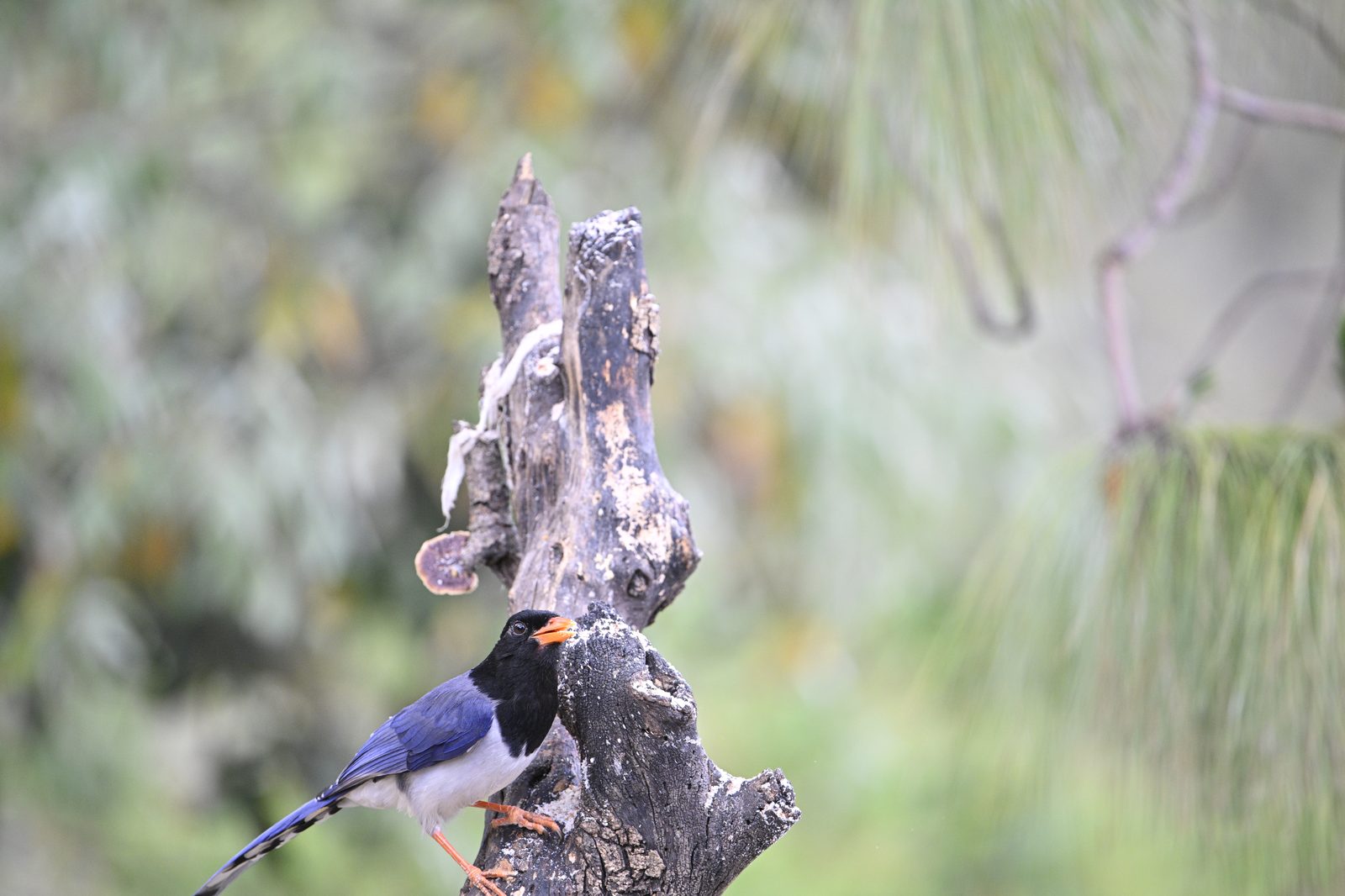 Two visitors, one perch.