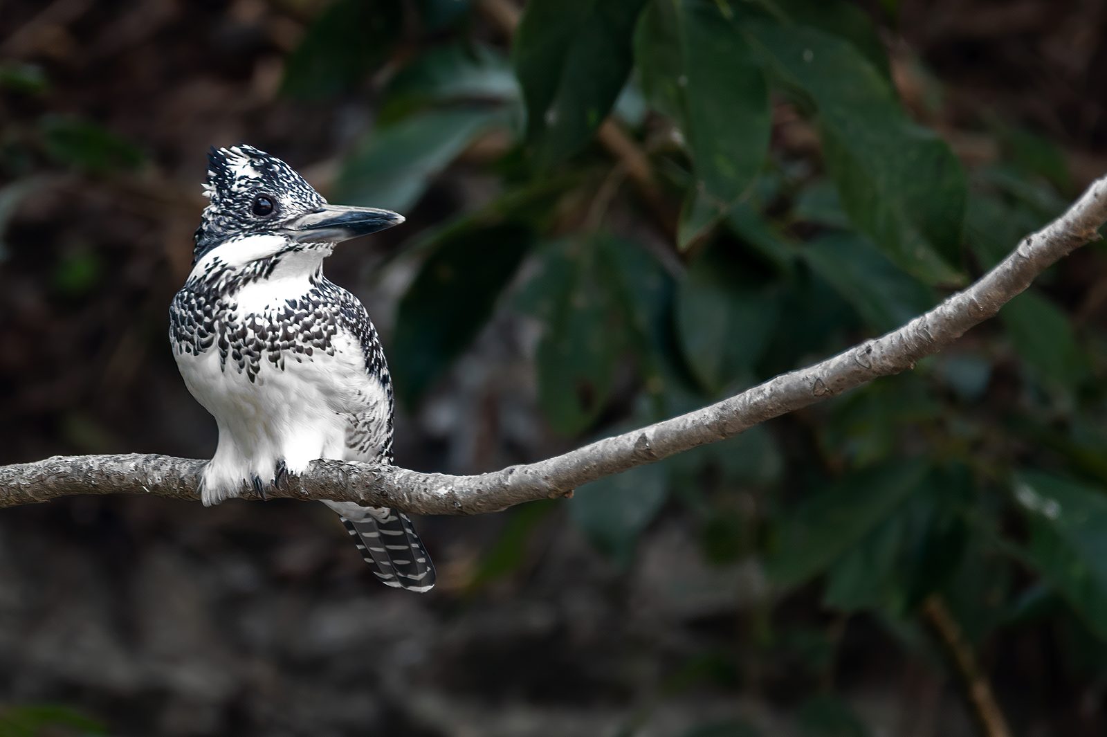 Crested Kingfisher — the monochrome punk-rocker on his sentinel branch above the brook.