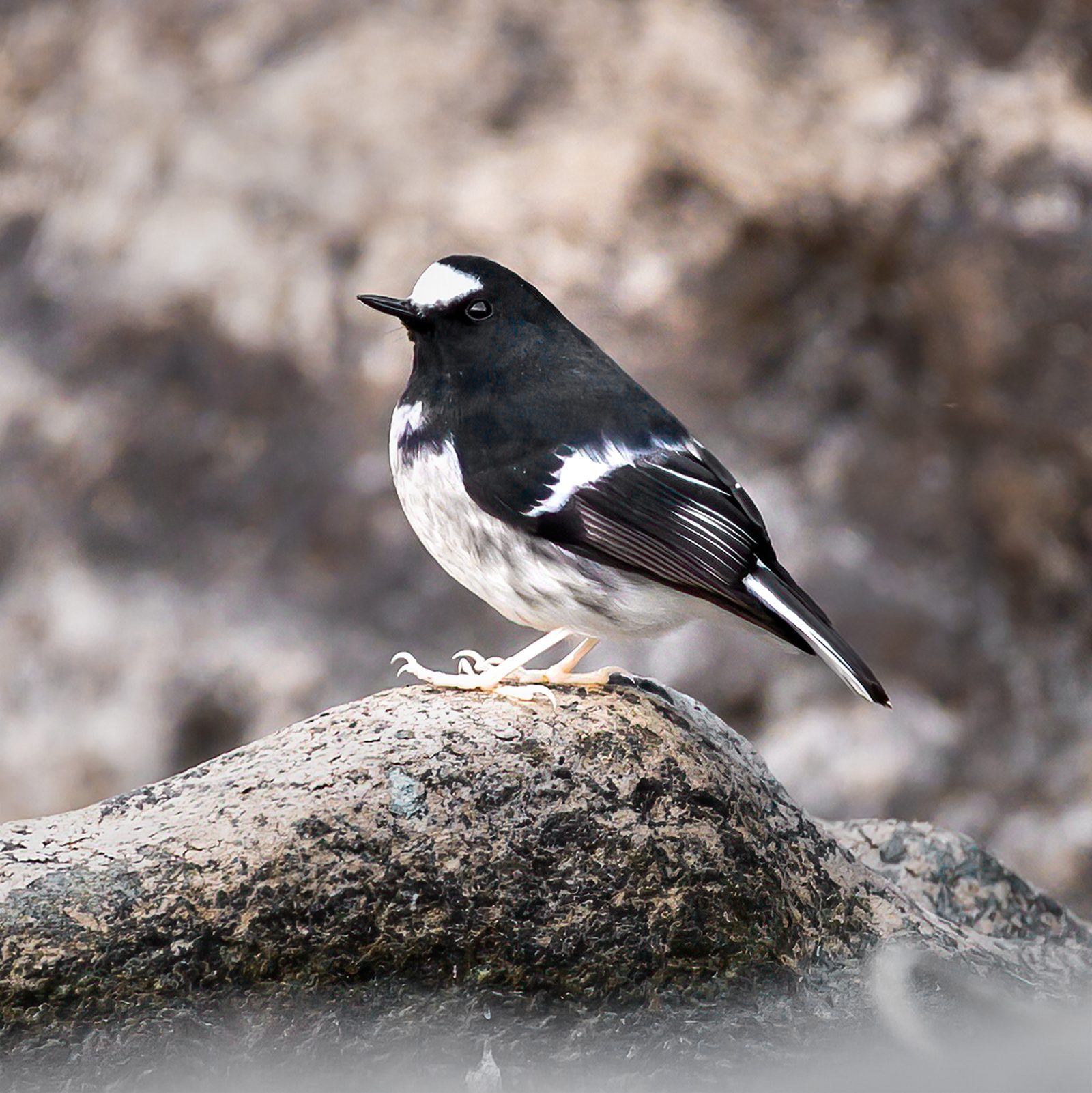 Little Forktail — perhaps the most patient bird in the Kumaon understory.