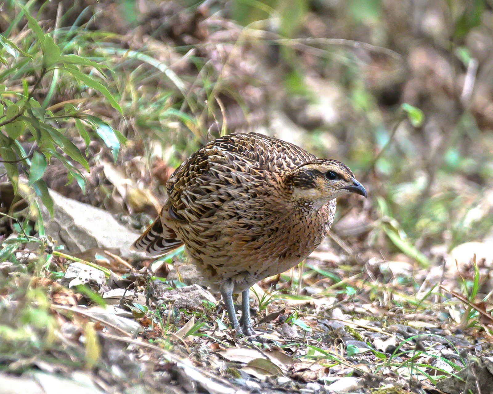 Koklass Pheasant — Sattal's most patient prize.