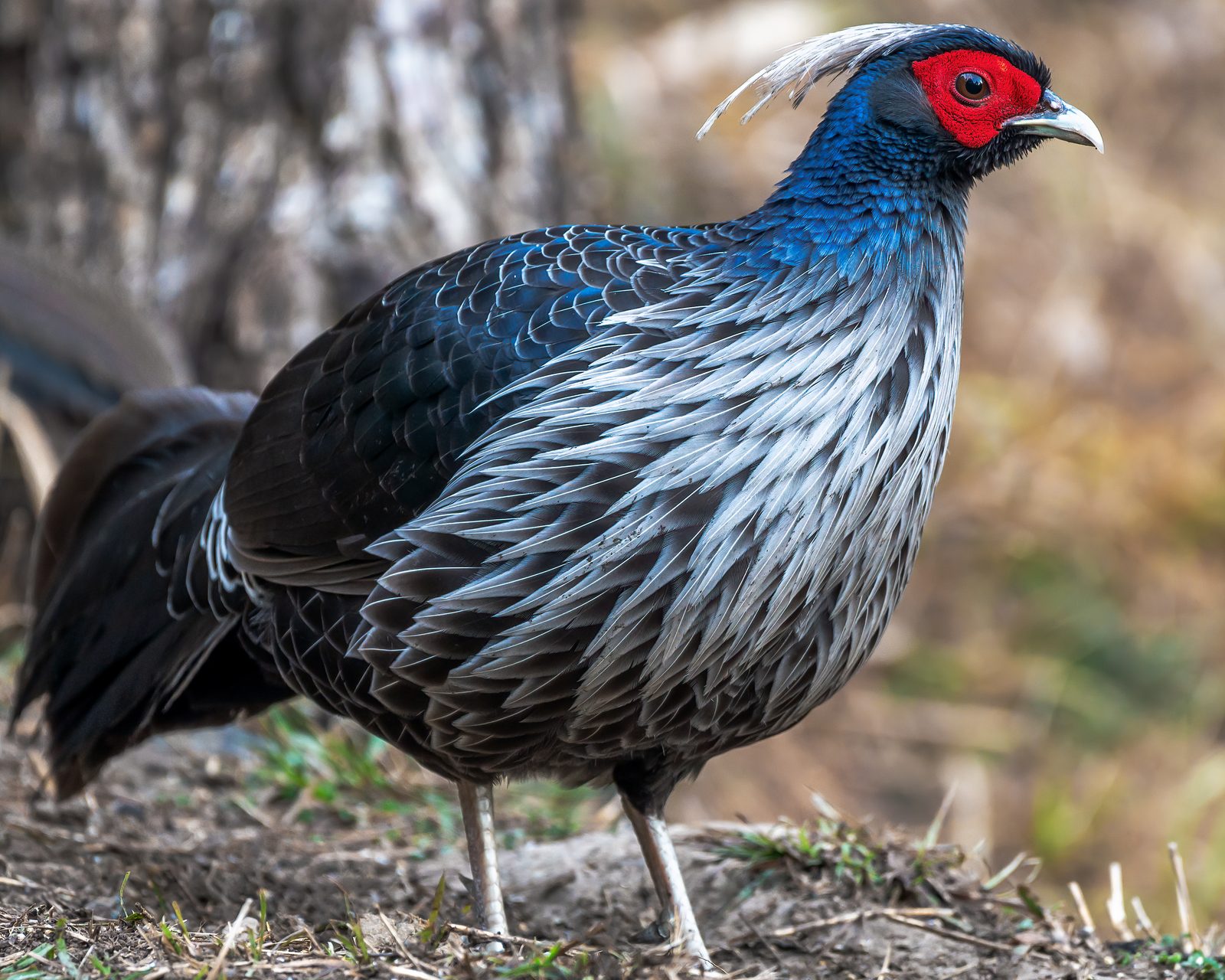 Kalij Pheasant (male) — keeping his evening appointment.