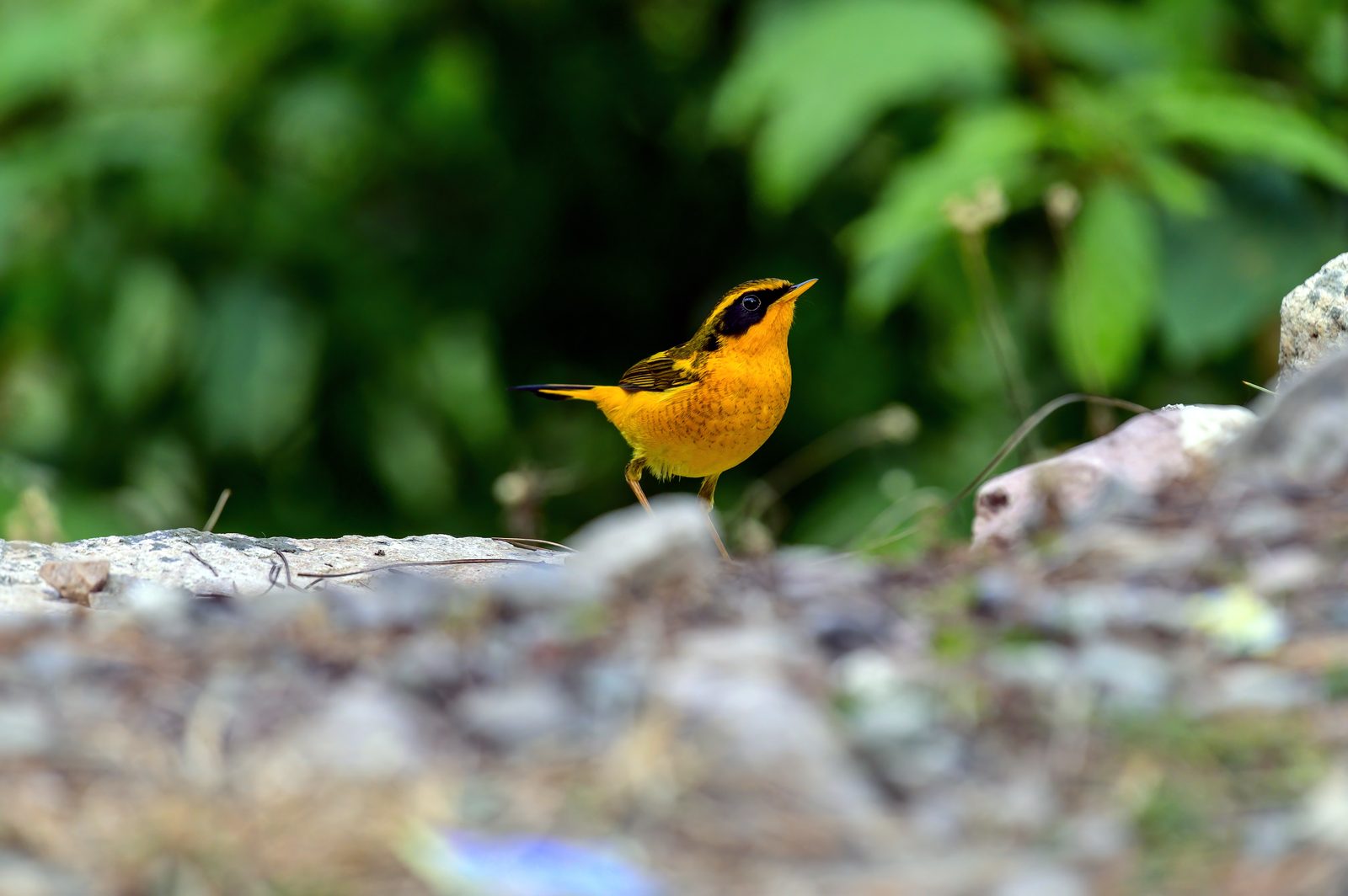 Golden Bush Robin — small, low, easy to miss.