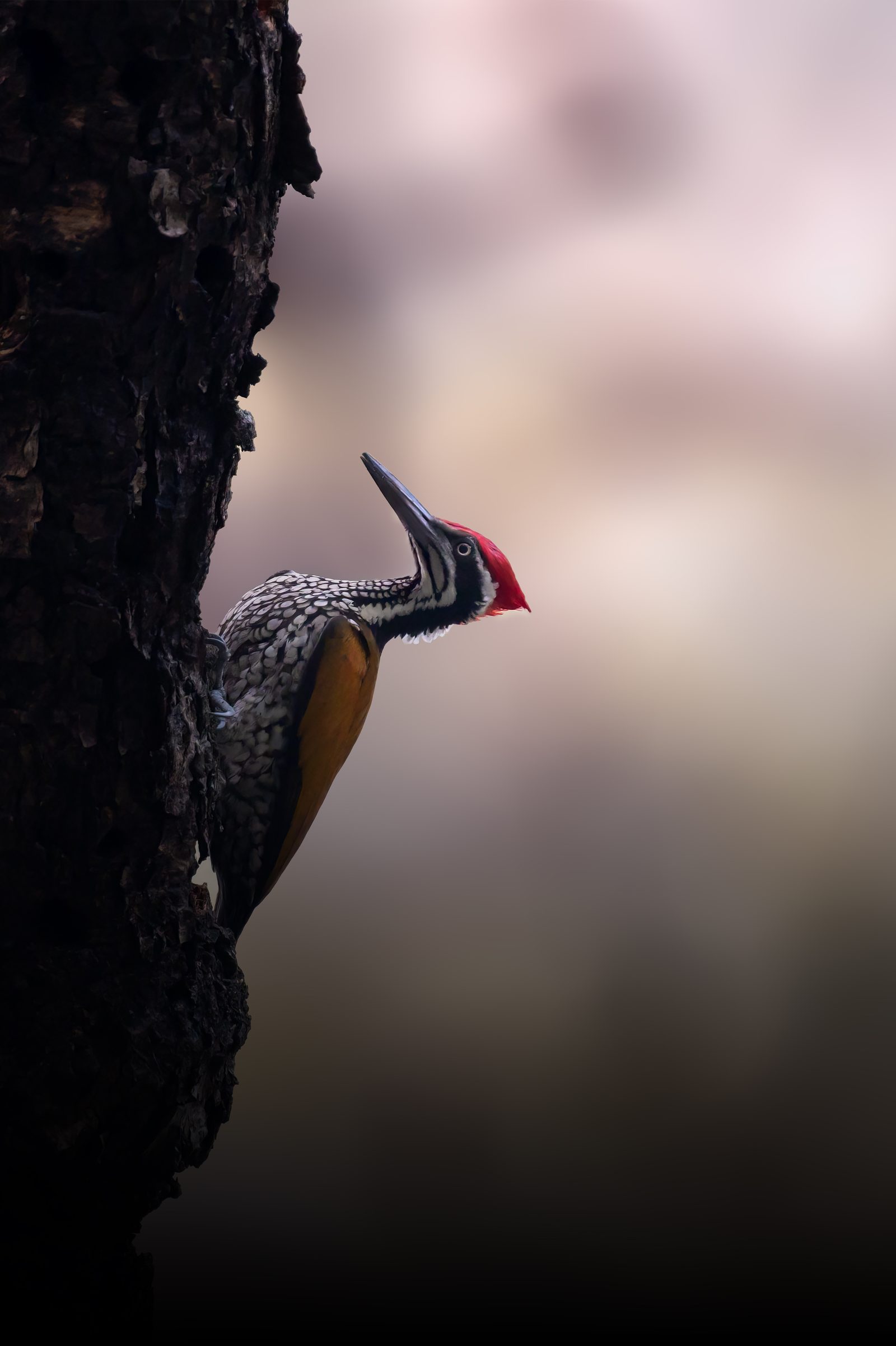 Greater Flameback — a small piece of fire driven into a winter trunk.