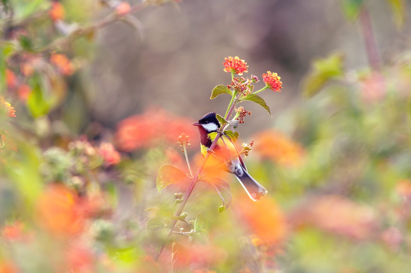Green-backed Tit on the outer twig.