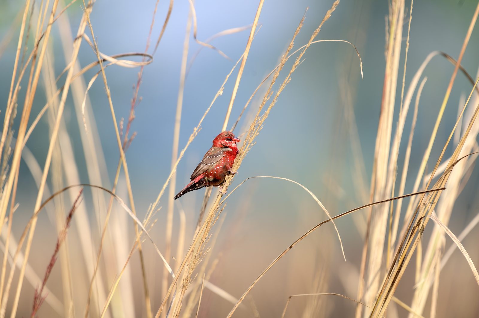 Munias of the Marsh — Sultanpur · December 2021