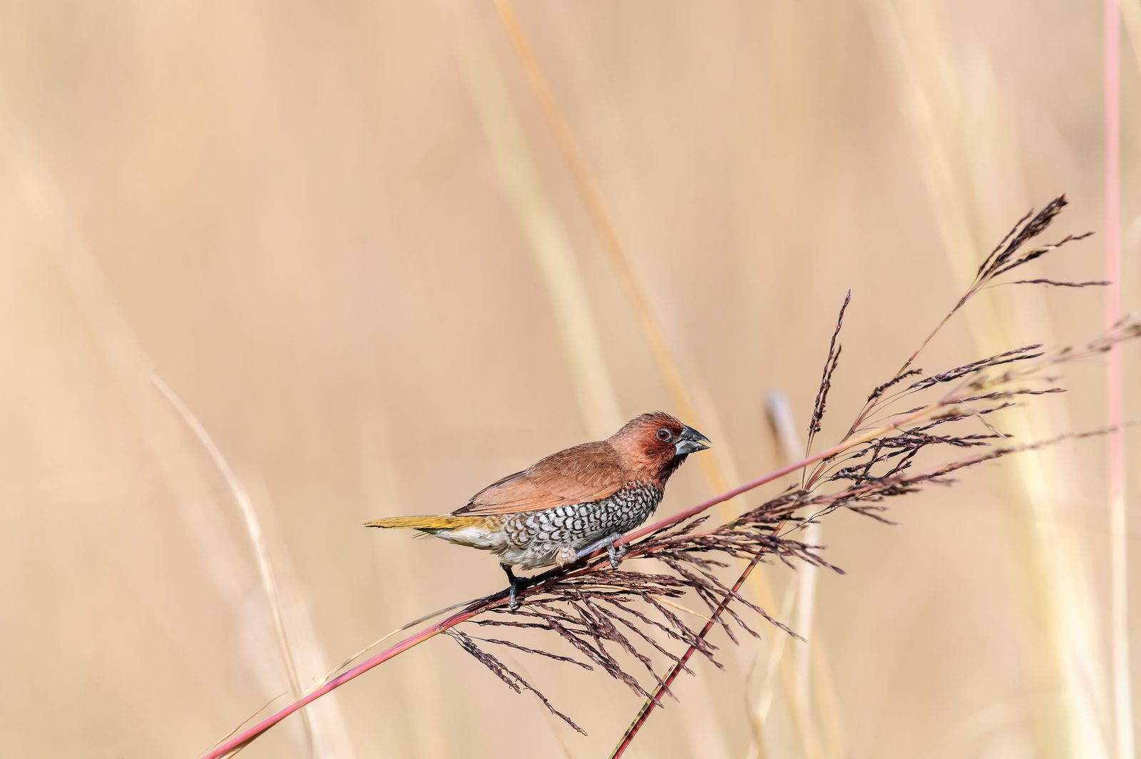 Scaly-breasted Munia — small, weightless, exact.