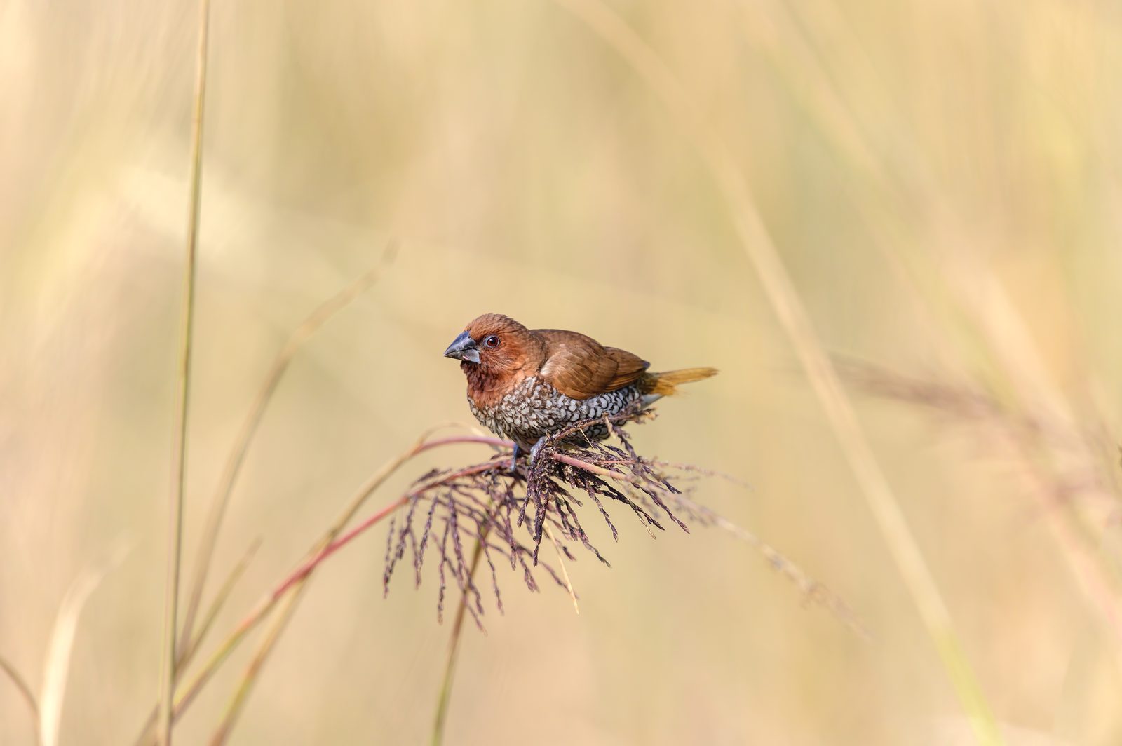 Scaly-breasted Munia — second light, second perch.