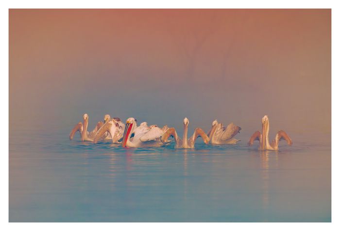 Pelican