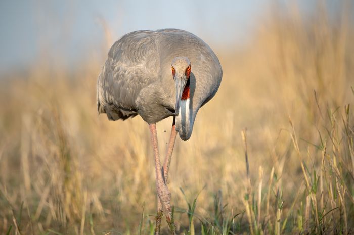 Sarus Crane