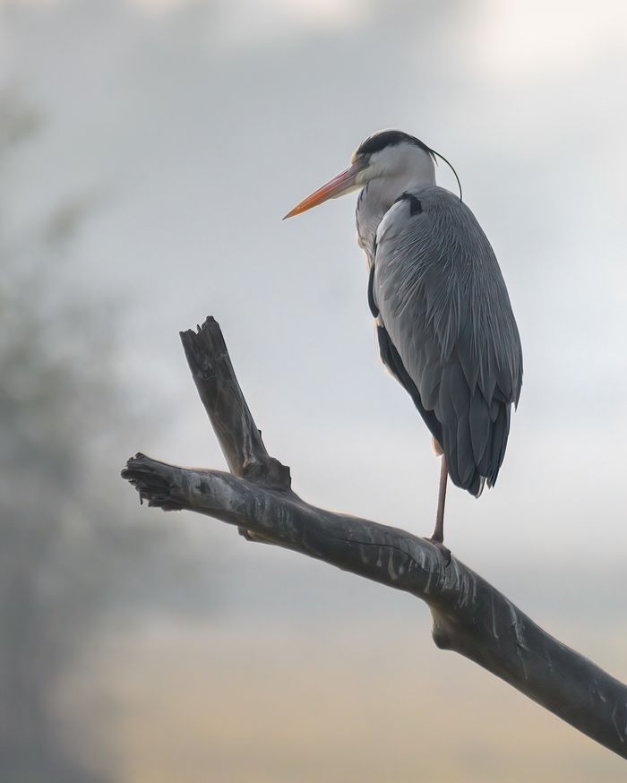 Grey Heron