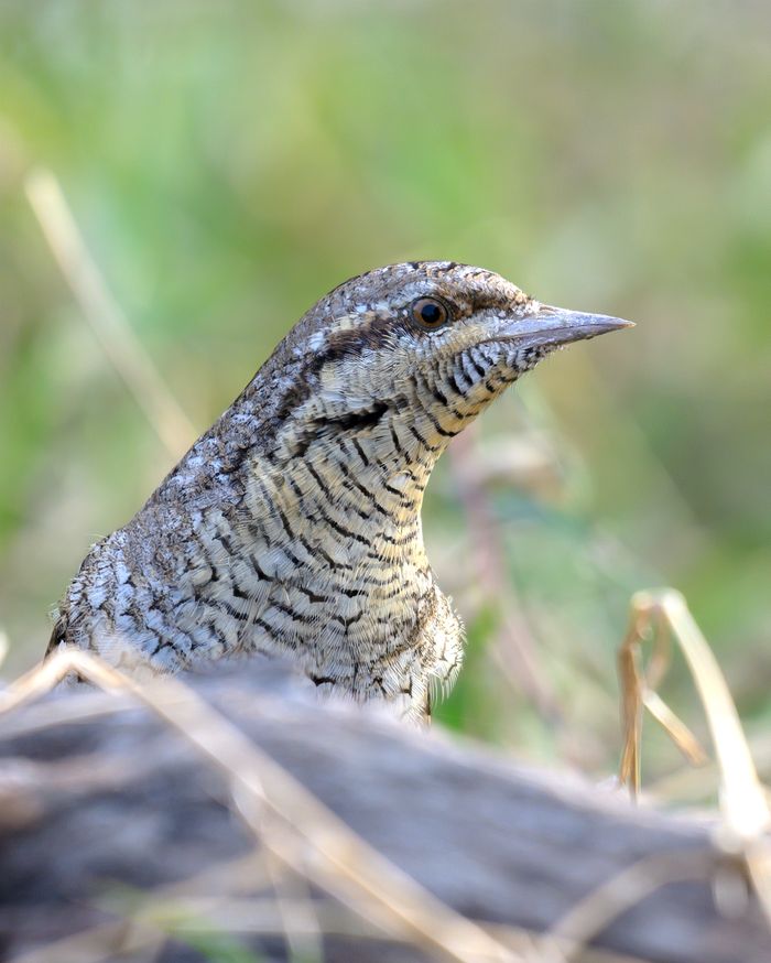 Eurasian Wryneck